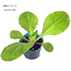 白菜 無双 むそう 9cmポット苗 ハクサイの詳細画像1