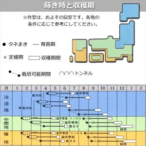 白菜 無双 むそう 9cmポット苗 ハクサイの詳細画像2