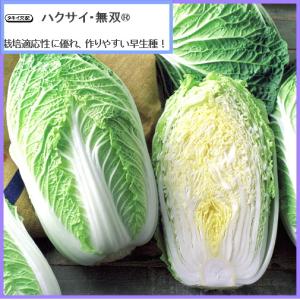 白菜 無双 むそう 9cmポット苗 ハクサイの詳細画像3