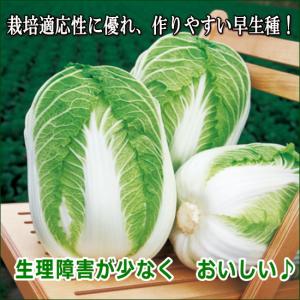 白菜 無双 むそう 9cmポット苗 ハクサイの詳細画像4