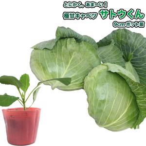 キャベツ サトウくん 極甘 9cmポット苗