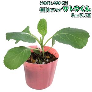 キャベツ サトウくん 極甘 9cmポット苗の詳細画像1