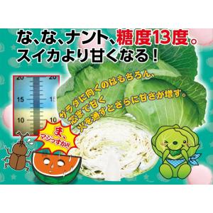 キャベツ サトウくん 極甘 9cmポット苗の詳細画像3