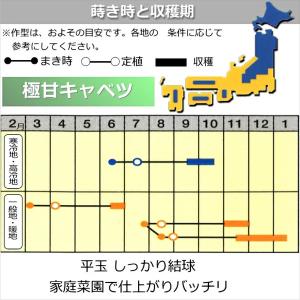 キャベツ サトウくん 極甘 9cmポット苗の詳細画像4