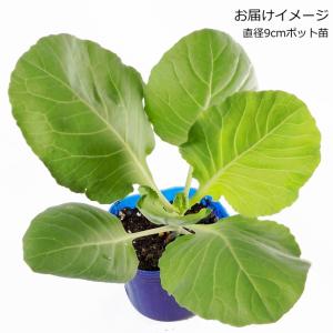 とんがりキャベツ みさき 9cmポット苗の詳細画像1
