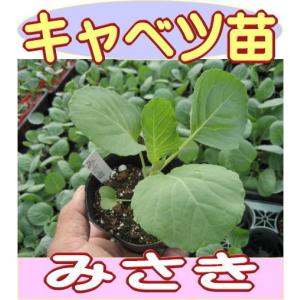 とんがりキャベツ みさき 9cmポット苗の詳細画像2