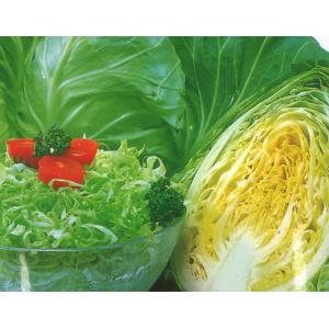 とんがりキャベツ みさき 9cmポット苗の詳細画像3