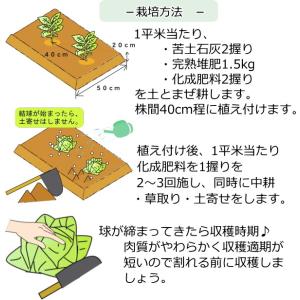 とんがりキャベツ みさき 9cmポット苗の詳細画像4