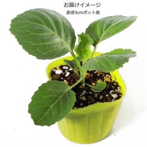 キャベツ 彩音 あやね 9cmポット苗の詳細画像1