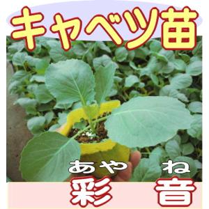 キャベツ 彩音 あやね 9cmポット苗の詳細画像2