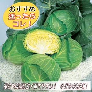 キャベツ 彩音 あやね 9cmポット苗の詳細画像3