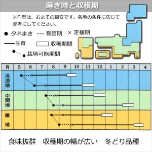 キャベツ 彩音 あやね 9cmポット苗の詳細画像4