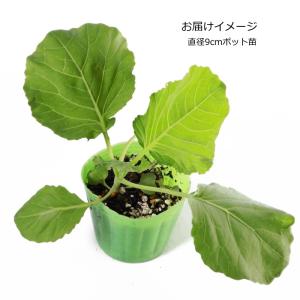 キャベツ 北ひかり 9cmポット苗の詳細画像1