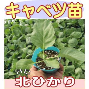 キャベツ 北ひかり 9cmポット苗の詳細画像2