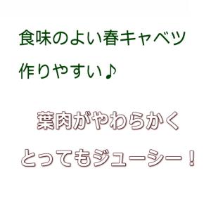 キャベツ 北ひかり 9cmポット苗の詳細画像3