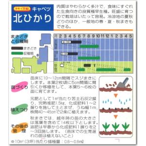 キャベツ 北ひかり 9cmポット苗の詳細画像4