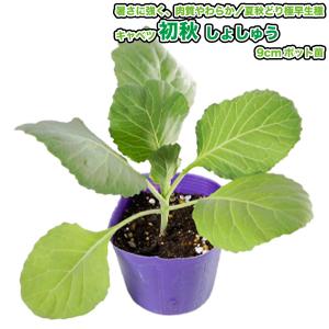 キャベツ 初秋 しょしゅう 9cmポット苗の詳細画像1