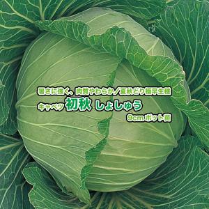 キャベツ 初秋 しょしゅう 9cmポット苗の詳細画像2