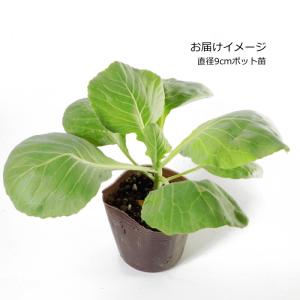 グリーンボール 爽月 そうげつ 9cmポット苗...の詳細画像1