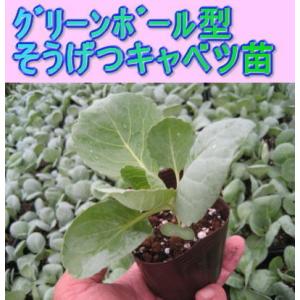グリーンボール 爽月 そうげつ 9cmポット苗...の詳細画像2