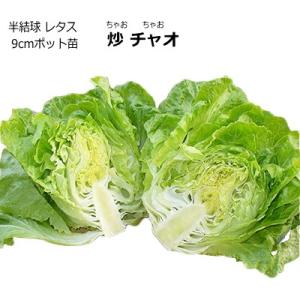 レタス 炒チャオ ちゃおちゃお 9cmポット苗