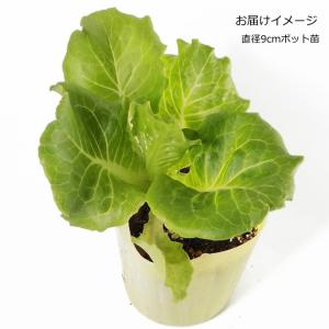 レタス 炒チャオ ちゃおちゃお 9cmポット苗の詳細画像1