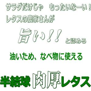 レタス 炒チャオ ちゃおちゃお 9cmポット苗の詳細画像2
