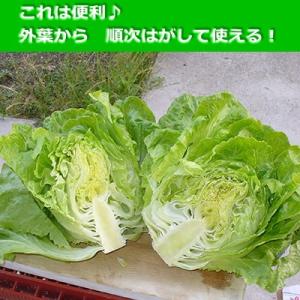 レタス 炒チャオ ちゃおちゃお 9cmポット苗の詳細画像4