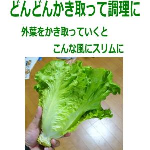 レタス 炒チャオ ちゃおちゃお 9cmポット苗の詳細画像5