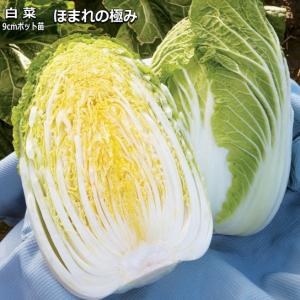 白菜 ほまれの極み 9cmポット苗 ハクサイ
