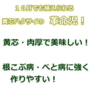 白菜 ほまれの極み 9cmポット苗 ハクサイの詳細画像1