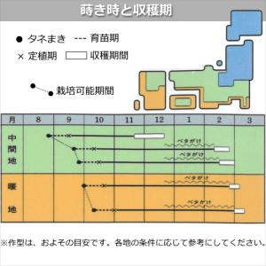 白菜 ほまれの極み 9cmポット苗 ハクサイの詳細画像2
