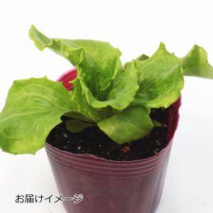 レタス ラプトル 9cmポット苗 結球レタスの詳細画像1