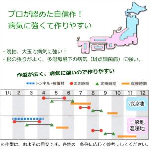 レタス ラプトル 9cmポット苗 結球レタスの詳細画像3