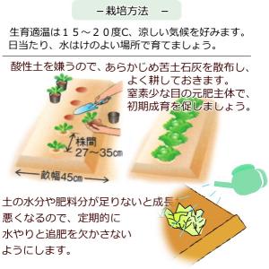 レタス ラプトル 9cmポット苗 結球レタスの詳細画像4