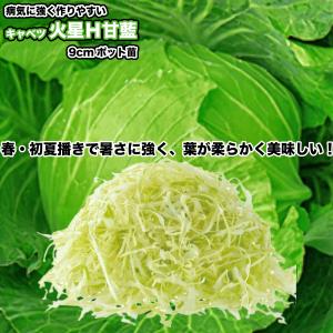 キャベツ【 火星H甘藍 】9cmポット苗の詳細画像3