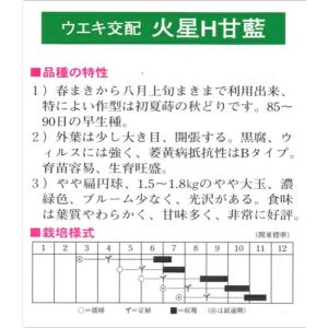 キャベツ【 火星H甘藍 】9cmポット苗の詳細画像2