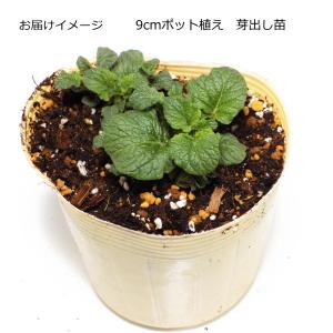 じゃがいも インカのめざめ 芽出し苗 ジャガイモの詳細画像1