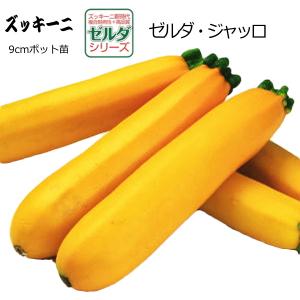 ズッキーニ ゼルダ ジャッロ 9cmポット苗