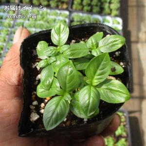 バジル ジェノヴァ Basilico 9cmポ...の詳細画像1