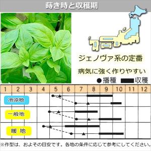 バジル ジェノヴァ Basilico 9cmポ...の詳細画像2