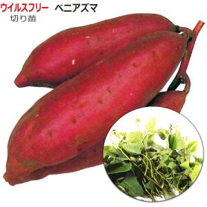 2026年 予約商品】ふくむらさき 紫芋 10本 サツマイモ切り苗(登録品種