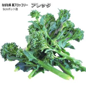 野菜の苗 わらび ワラビ 苗・種 2株入［袋詰め山菜］ : ベジタブル