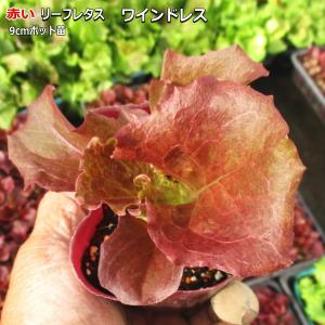 レタス ワインドレス 9cmポット苗 赤いリーフレタスの商品画像