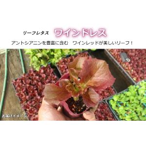 レタス ワインドレス 9cmポット苗 赤いリー...の詳細画像1