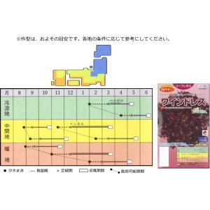 レタス ワインドレス 9cmポット苗 赤いリー...の詳細画像3