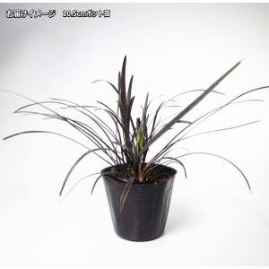 黒竜 コクリュウ オオバジャノヒゲ 10.5c...の詳細画像1