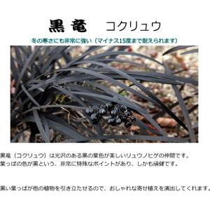 黒竜 コクリュウ オオバジャノヒゲ 10.5c...の詳細画像2