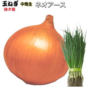 たまねぎ ネオアース  抜き苗 500本 タマネギ