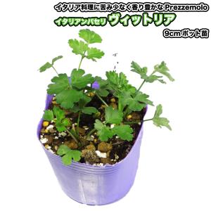 イタリアン パセリ【 ヴィットリア 】9cmポ...の詳細画像1